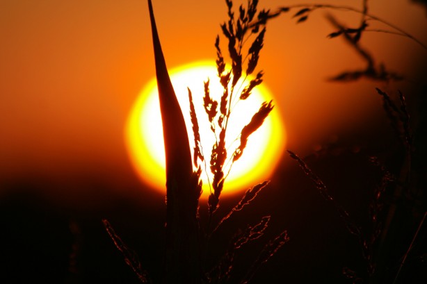 wheat and sunset