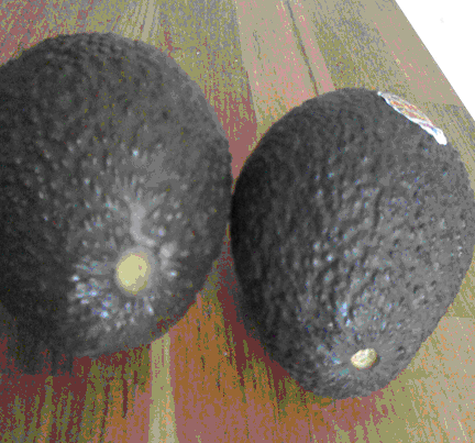 avocados without stems