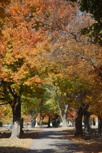 autumn foliage