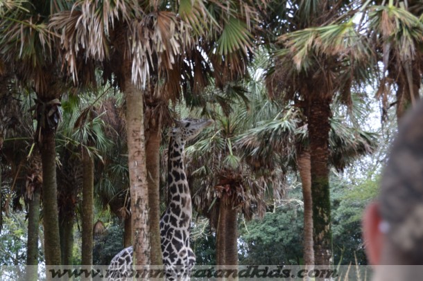 disney's animal kingdom giraffe