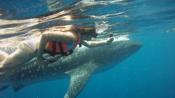 kathryn swimming whale shark