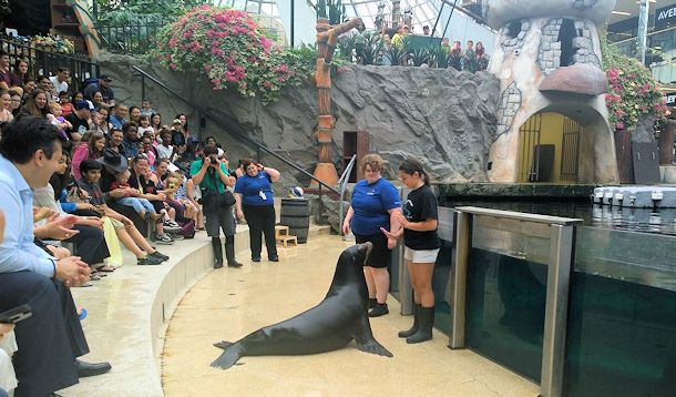 west edmonton mall sea lion's rock