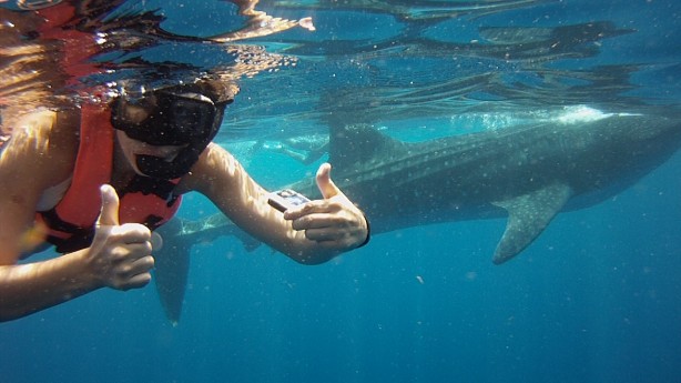 kathryn lavallee swimming with whale shark