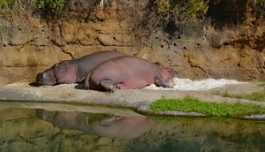 hippos animal kingdom