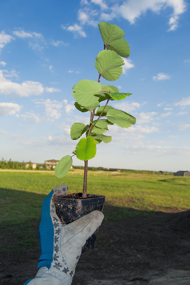 dig-it-gloves-and-tree