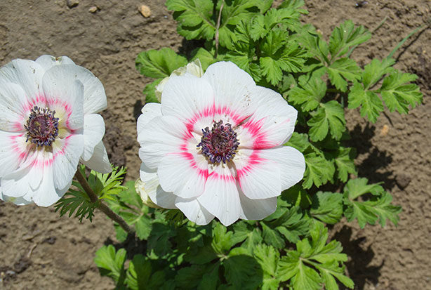 cutting-garden-anemones