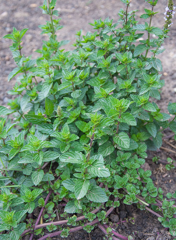 fresh-herbs-spearmint