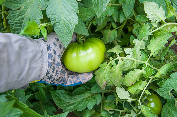 harvesting-tomatoes