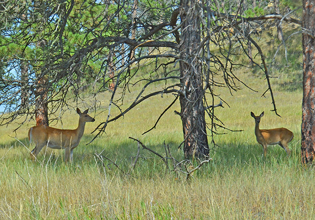 deadwood-deer-grazing