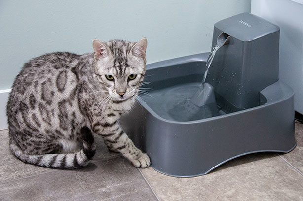 bengal-at-water-dish