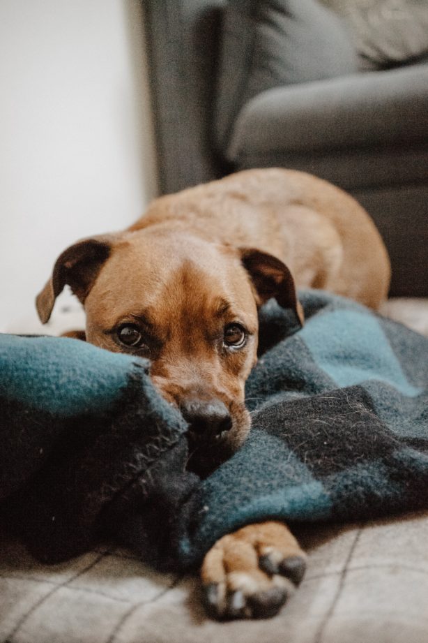 dog lying down