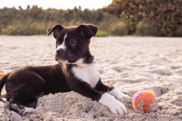 dog with ball