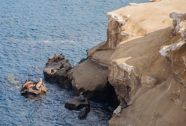 la-jolla-sea-lions