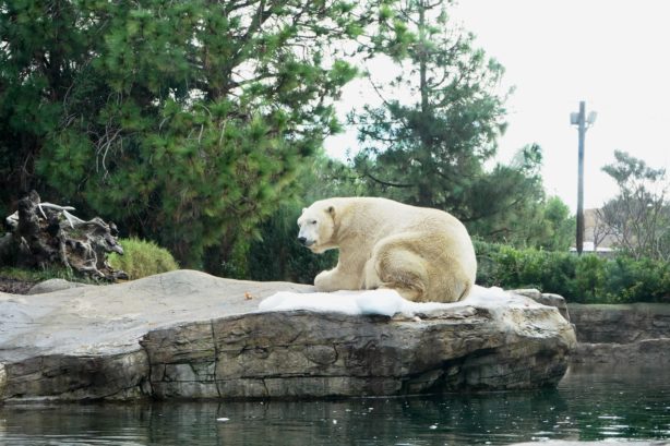 polar bear san diego zoo