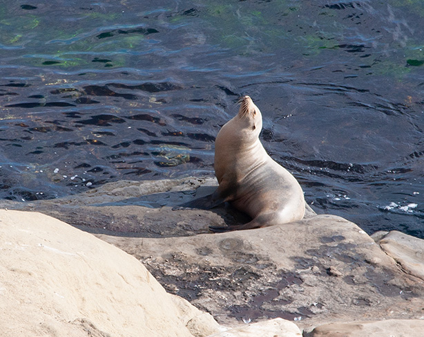 sea-lion