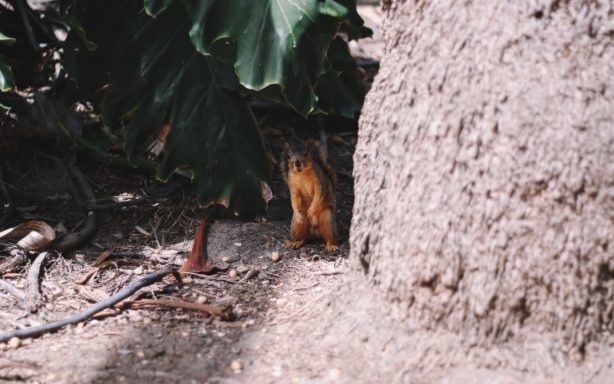 squirrel san diego zoo