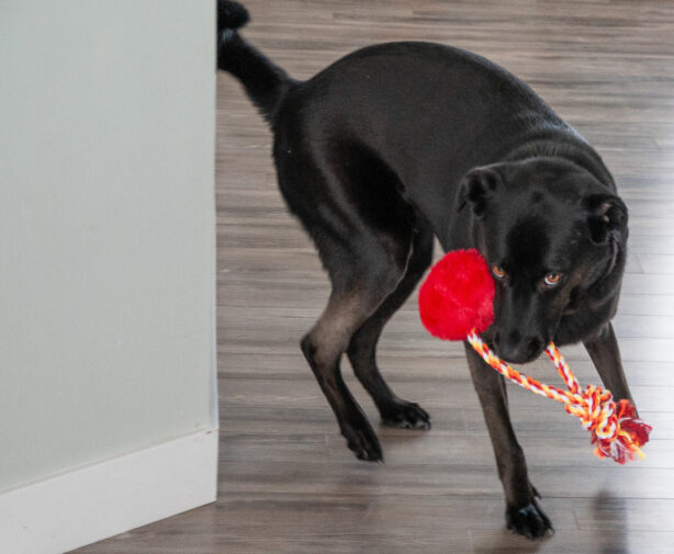 dog-with-chew-toy