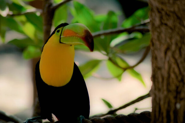 toucan-in-tree