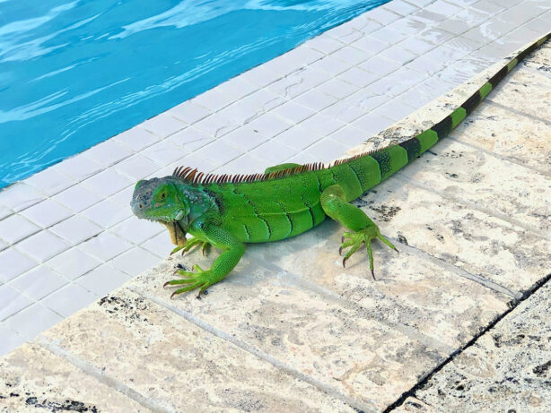 iguana-by-pool