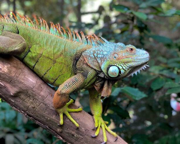 iguana-in-tree