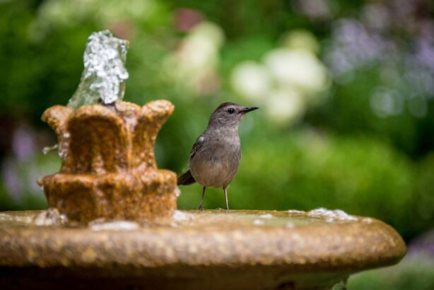 bird sitting on fountain