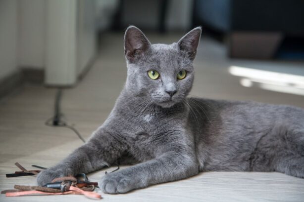 cat playing with toys