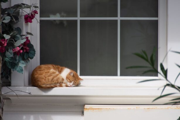 cat sleeping on windowsill