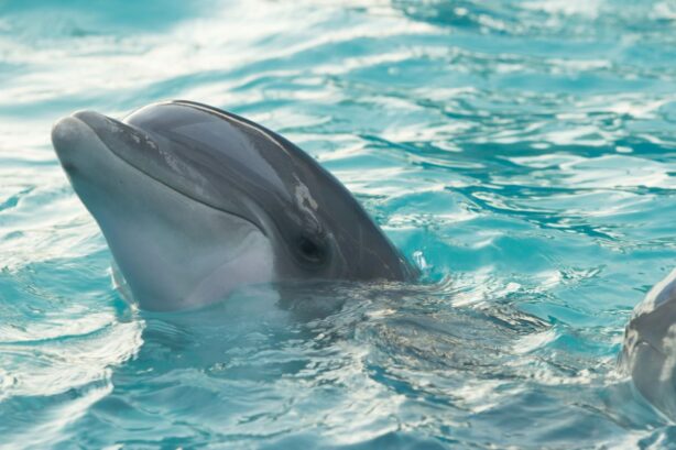 dolphin at clearwater aquarium