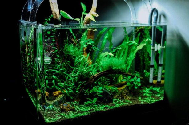 live aquarium plants in tank