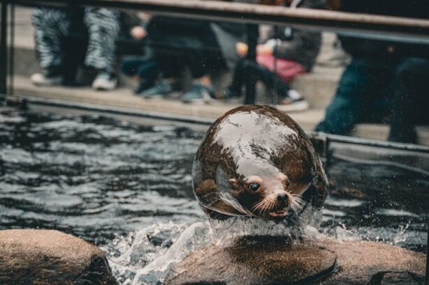 sea lion in central park zoo