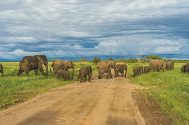 elephants in tanzania