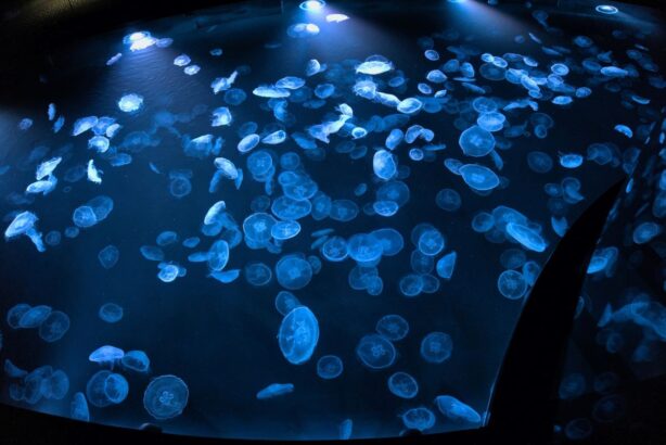 jellyfish pool in kyoto aquarium
