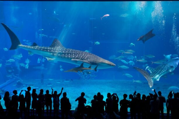whale sharks in japan aquarium