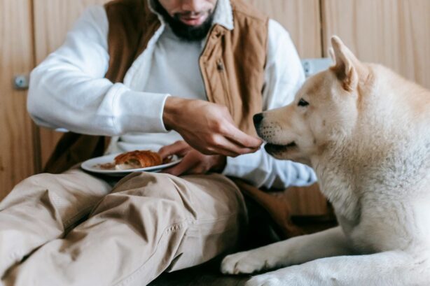 man feeding dog