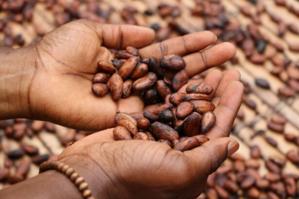 cacao beans