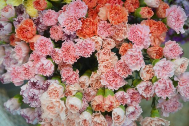 carnations