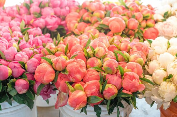unopened peony bouquet